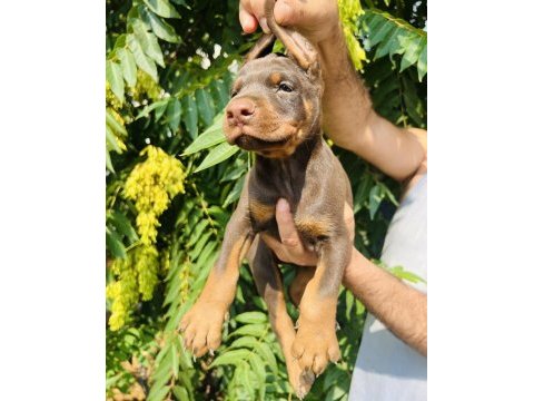 Kaliteli doberman yavrular
