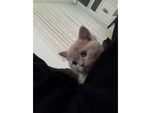 Erkek 60 günlük british shorthair