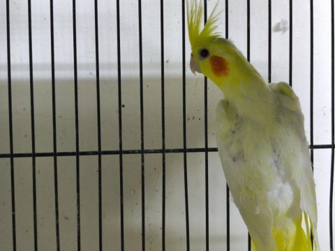 Lutino sultan papağanı dişi
