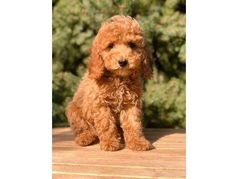 A kalite toy poodle yavrularımız ırk sağlık garantilidir