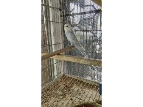 Ele alıştırmalık yavru muhabbet kuşu