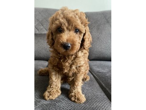 Sağlıklı toy poodle yavrularımız