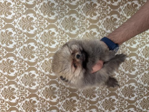 Pomeranian boo erkek bebeğimiz