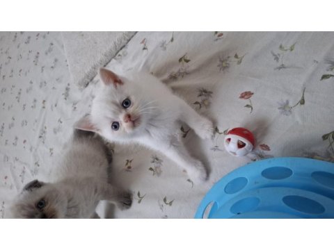 British shorthair yavrumuz
