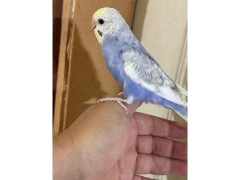 30 günlük kusursuz bebek muhabbet kuşu