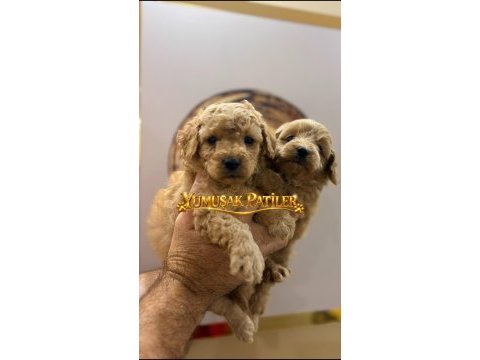Sevimli ırk toy poodle yavrular
