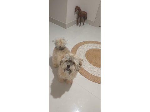 Shih poo yavrumuz