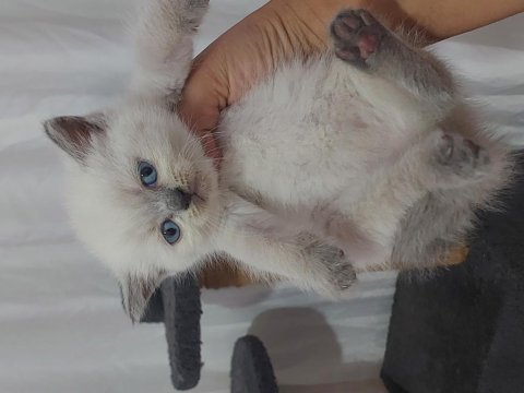 Isparta..a kalite safkan ırk garantili orj.cins yavrular