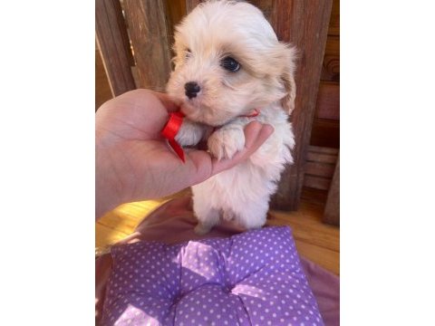 Üst kalitede maltipoo yavrularımız, aracı değiliz
