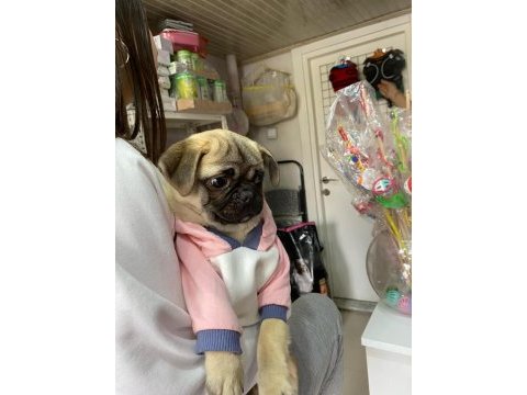 Safkan pug yavrumuz