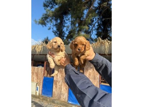 Muhteşem kalitede toy poodle yavrularımız