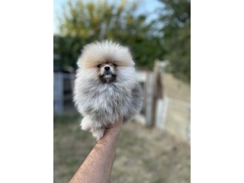 Sağlık ve ırk garantili pomeranian boo yavrularımız 