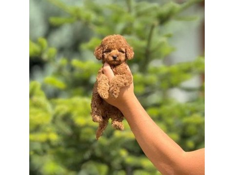 Yalovada birbirinden güzel toy poodle