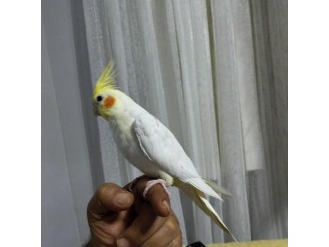 4 5 aylık sultan papağanlar ele alışık