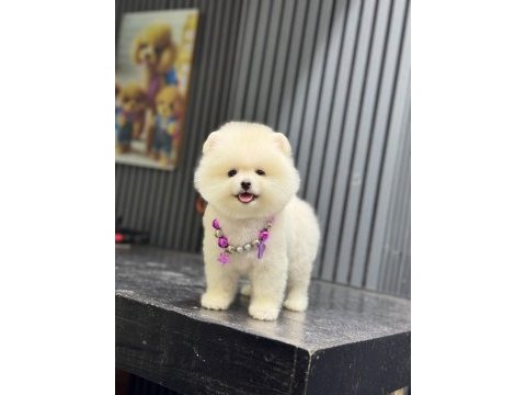 Sağlık ve ırk garantili pomeranian boo yavru
