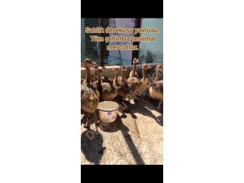Devekuşu yavrusu