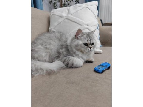 Silver british longhair
