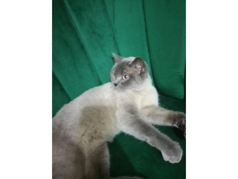 British shorthair blue point
