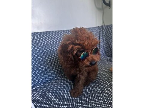 Toy poodle köpeğimiz