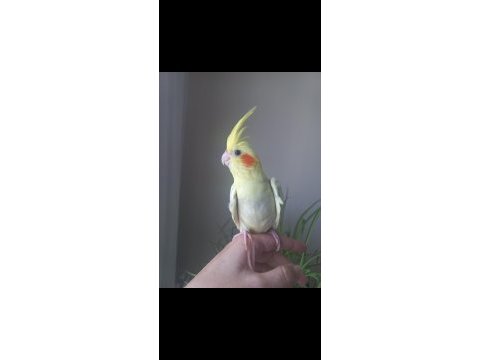 Full evcil ısırmaz sultan papağanı yavrusu