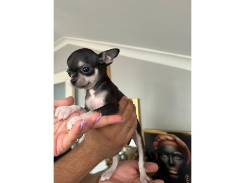 Chihuahua elma kafa ped eğitimi var 58 günlük