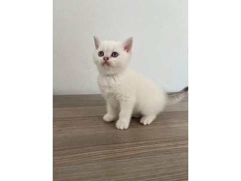 British blue point yavrularımız
