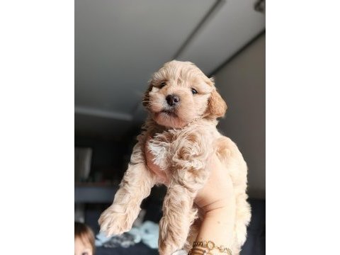 Irkının en güzeli dişi maltipoo bebeğim