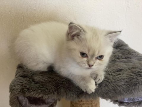Şirin mi şirin bluepoint scottish fold
