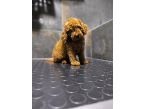 Red toy poodle yavrusu