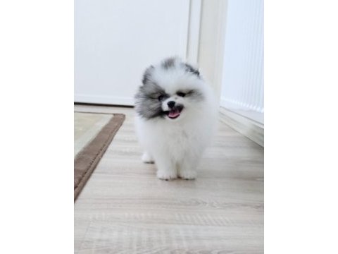 Olağanüstü güzellikte pomeranian