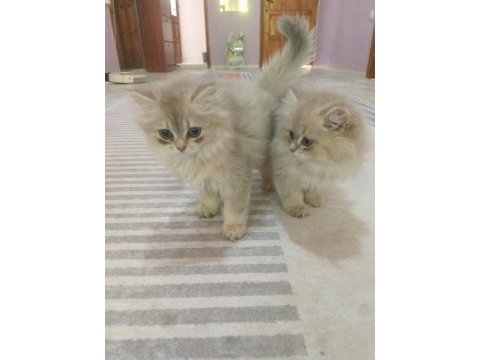 Saf kan british longhair blue golden yavrular