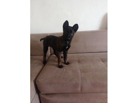 Renk güzeli dişi köpeğimize yuva arıyoruz