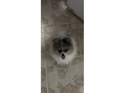 Merle pomeranian boo aşıları tam pasaportlu