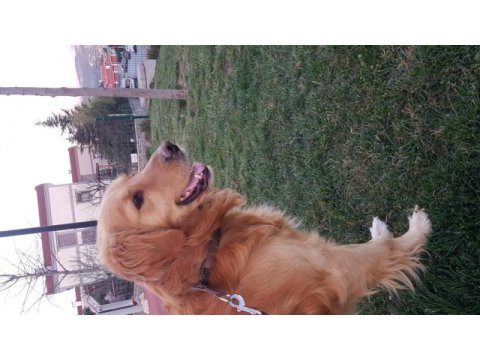 Ücretsiz sahiplendirme golden retriever köpeği