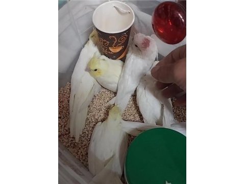 Evcil sultan papağanı bebeklerimiz el besleme