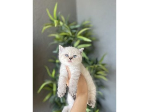 Brıtısh shorthair sılver point yavrularım 