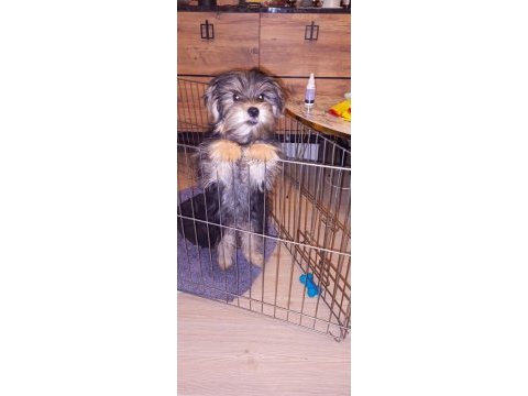 Yorkshire terrier oğlumuz max