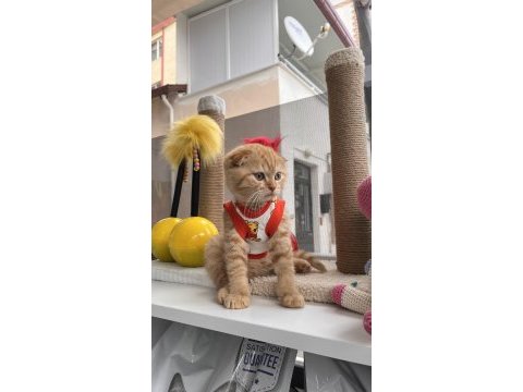 Oyuncu scottish fold kedilerim 3 aylıklar