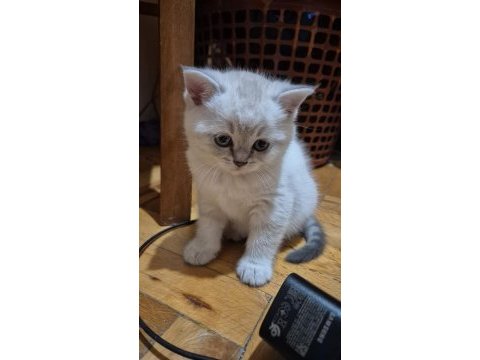 Scottish fold biritish shorthair sağlık garantil