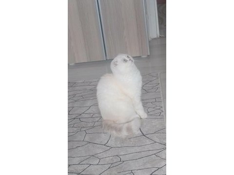 11 aylık scottish fold beyaz