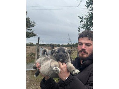 Saf kangal panterler