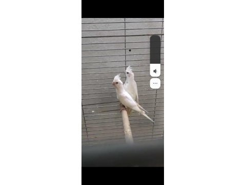 Albino kırmızı göz yavru 3 adet sultan