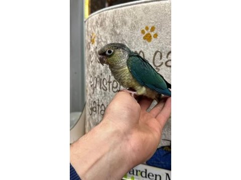 Her renk bebek konur papağanları