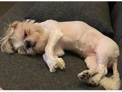 1 yaşında shih-tzu kızımız