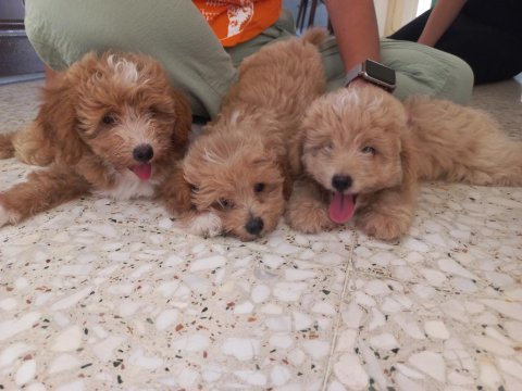 Maltipoo 2.5 aylik 0 numara
