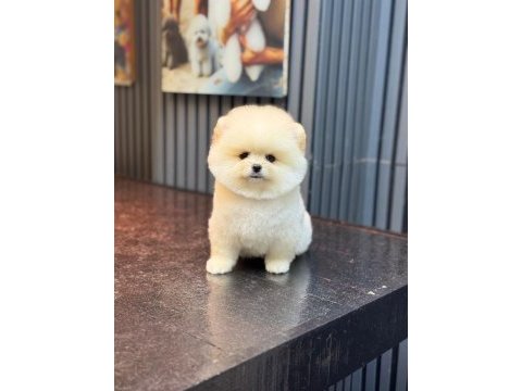 Pomeranian boo köpeği