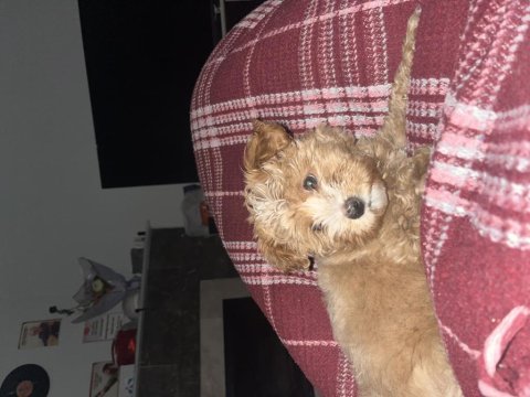 3.5 aylık poodle yavrumuz