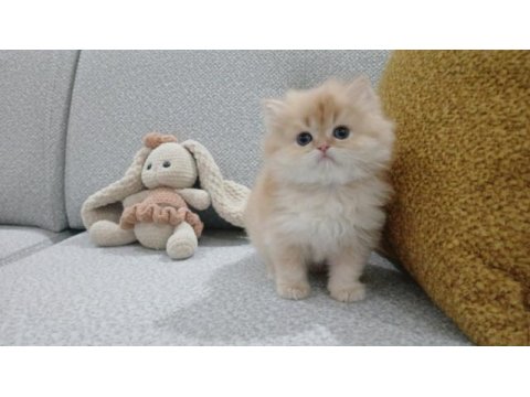 Golden british longhair erkek safkan yavrum