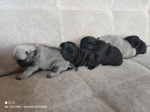Kaliteli pug mops yavrular