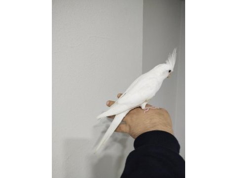 Yeni yeme düşmüş albino kırmızı göz sultanlar